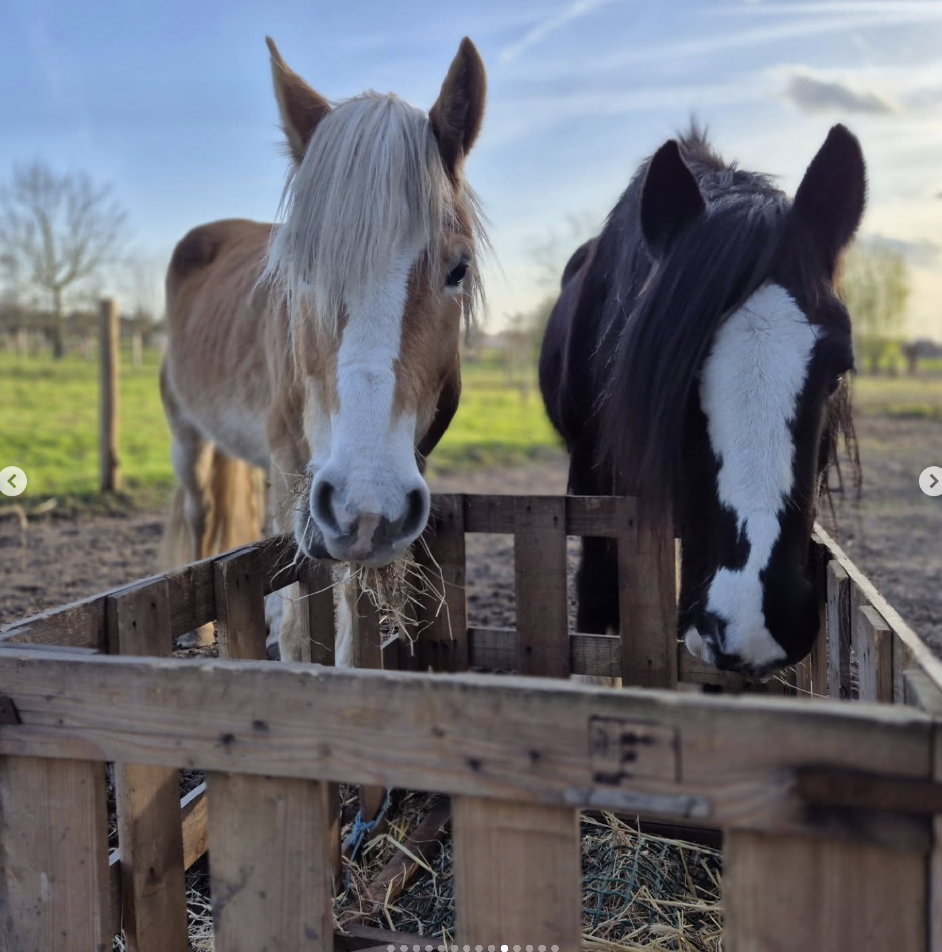 Sfeerbeeld: pony’s in de weide